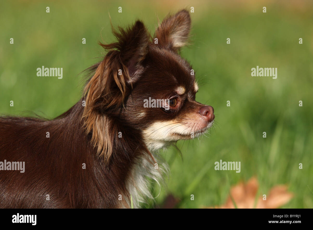 Portrait de Chihuahua Banque D'Images