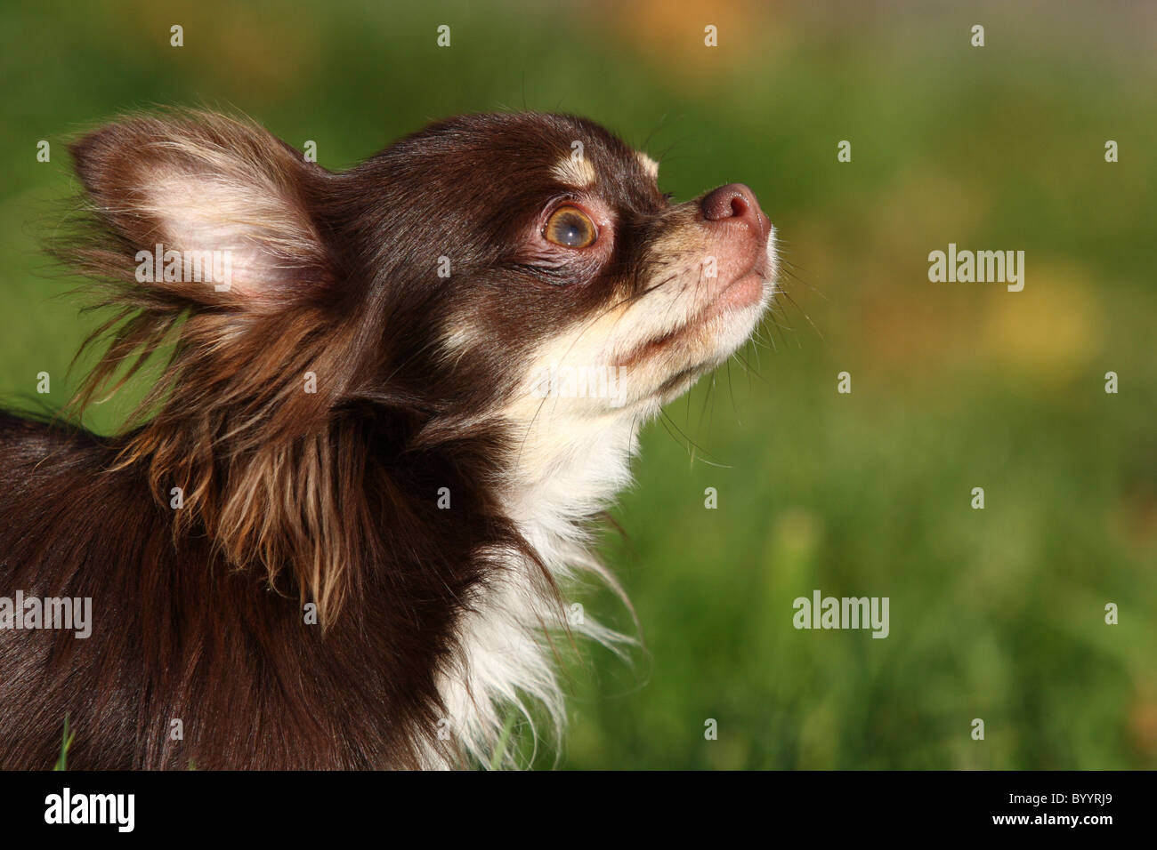 Portrait de Chihuahua Banque D'Images