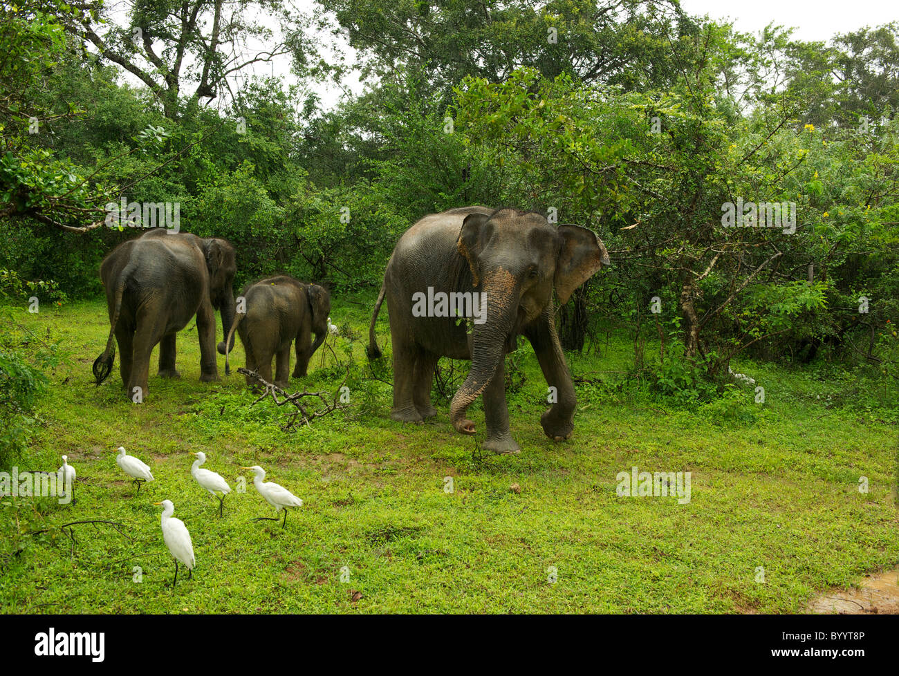 Un éléphant d'Asie famille dans la forêt du parc national de Yala au Sri Lanka Banque D'Images