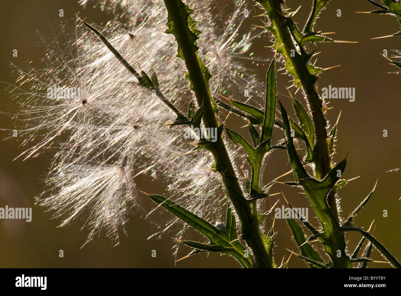 Graines de chardon avec rétroéclairage. Banque D'Images