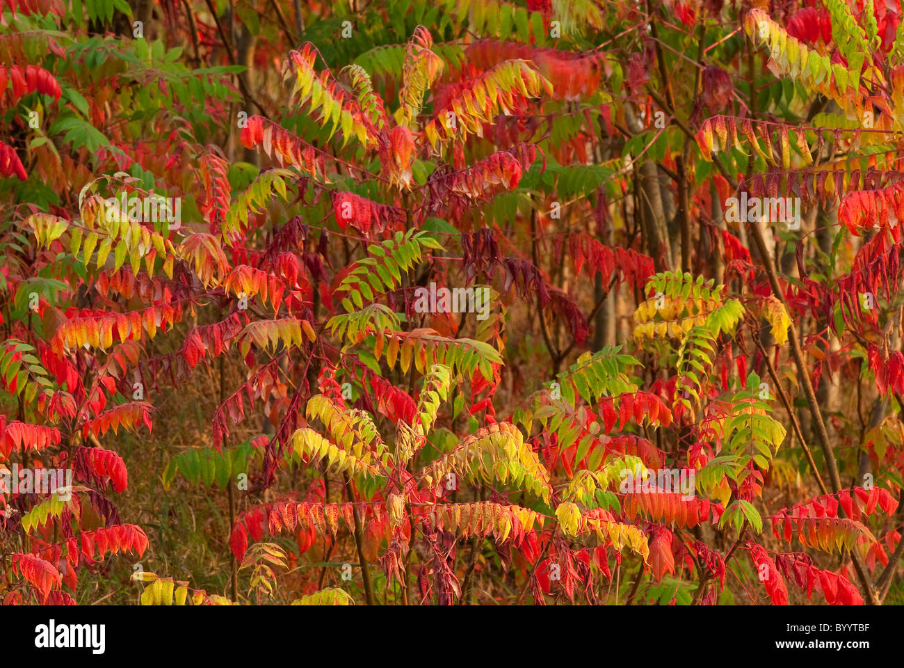 Vinaigrier (Rhus hirta, Rhus typhina) en couleurs de l'automne. Banque D'Images