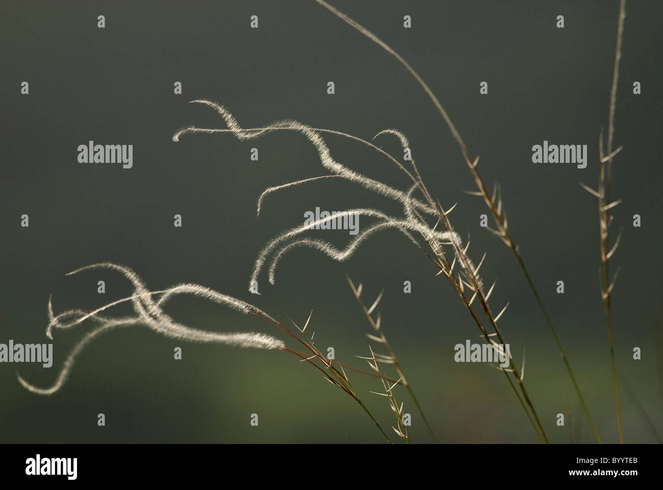 Feather Grass (Stipa pulcherrima subsp. bavarica), la floraison des épis. Banque D'Images