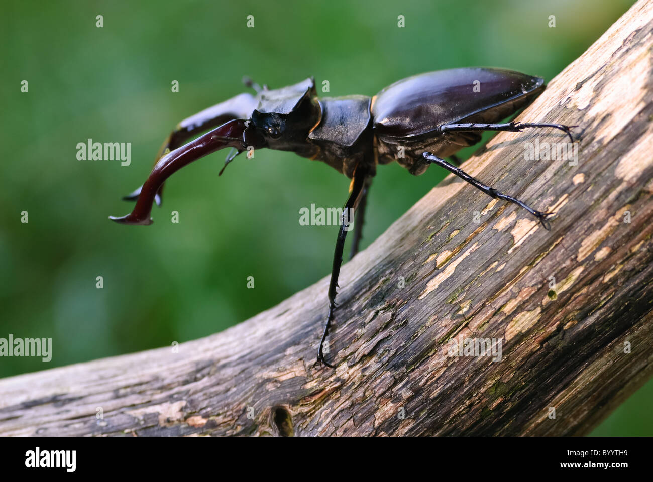 Stag beetle Lucanus cervus à parade nuptiale Banque D'Images