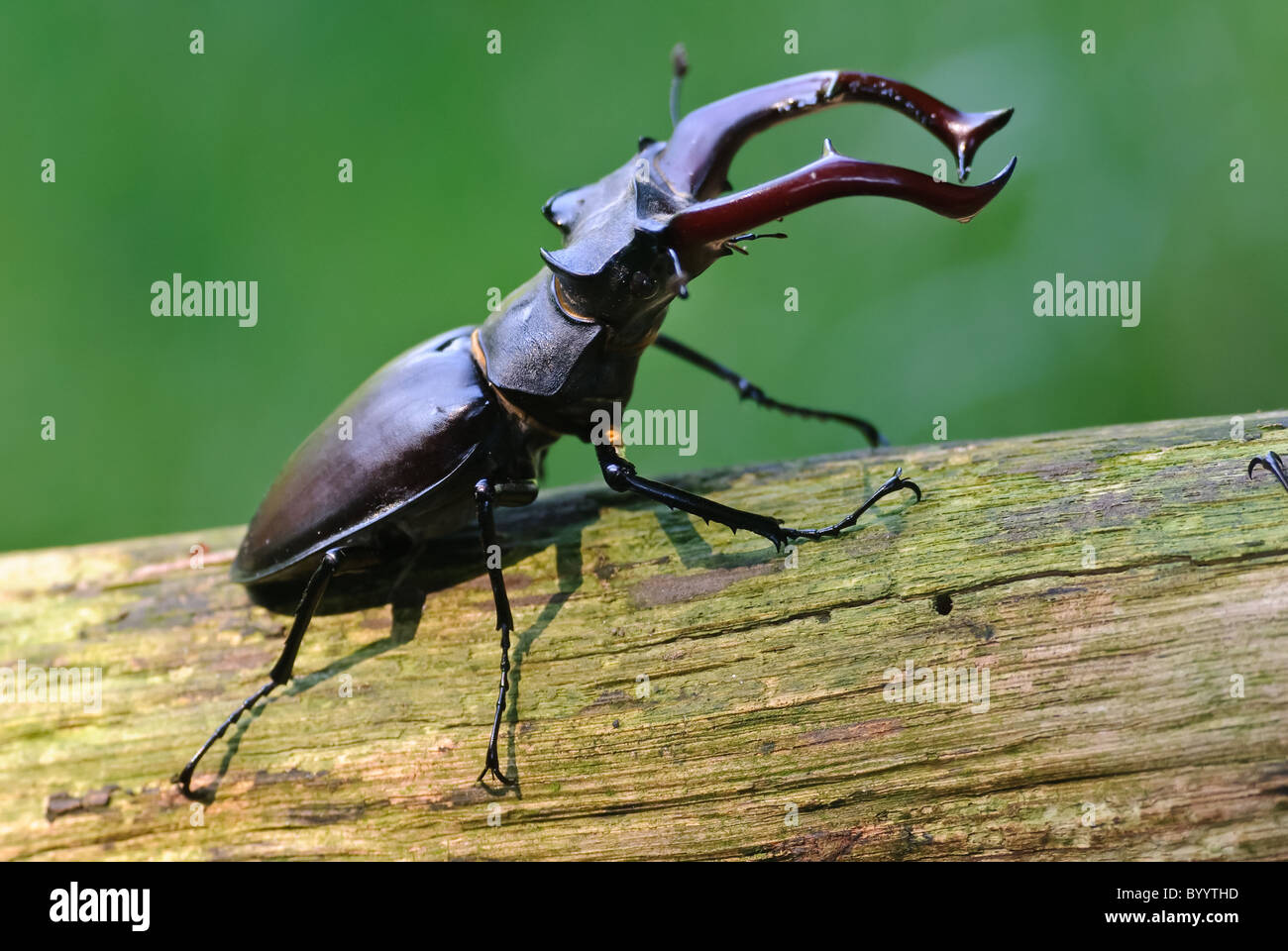 Stag beetle Lucanus cervus à parade nuptiale Banque D'Images