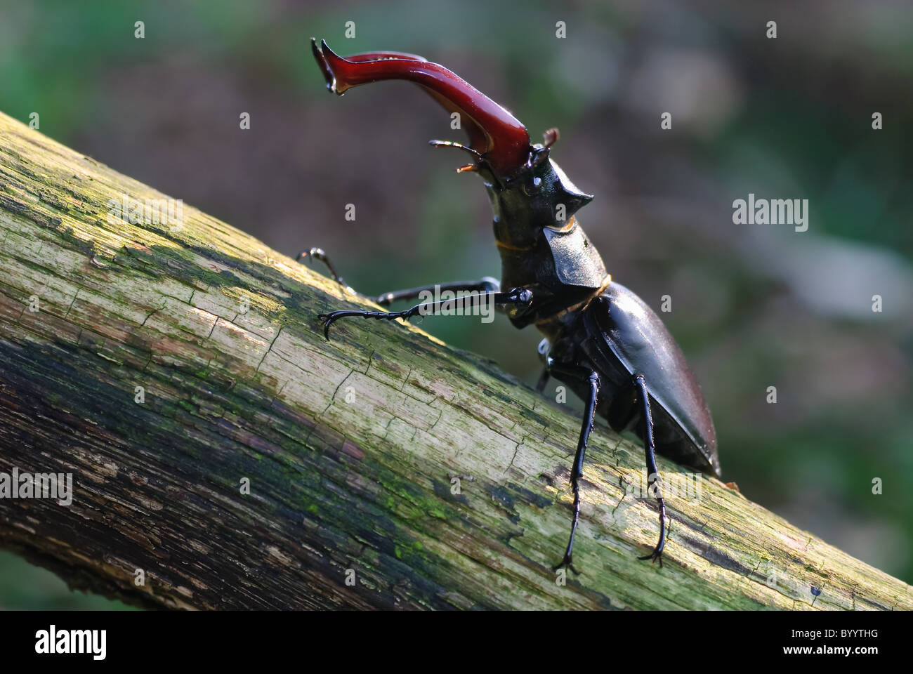 Stag beetle Lucanus cervus à parade nuptiale Banque D'Images