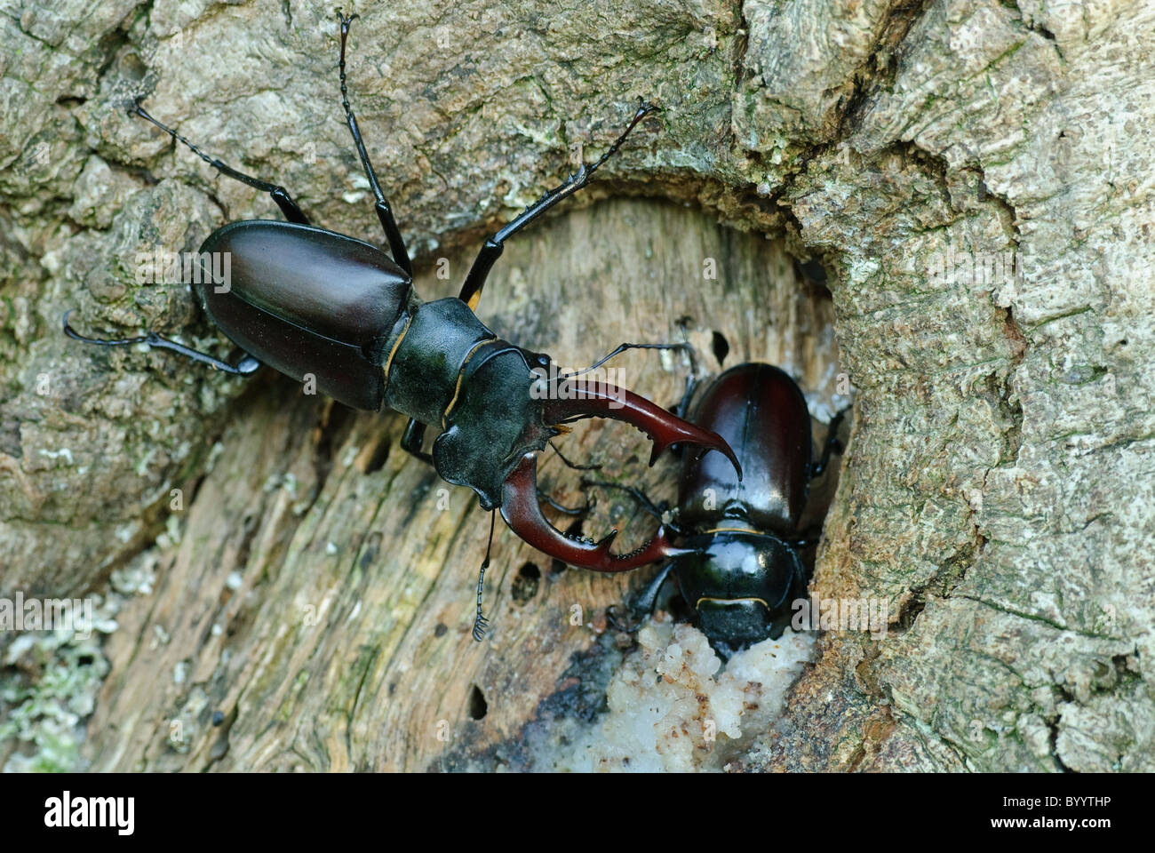 Stag beetle Lucanus cervus à parade nuptiale Banque D'Images
