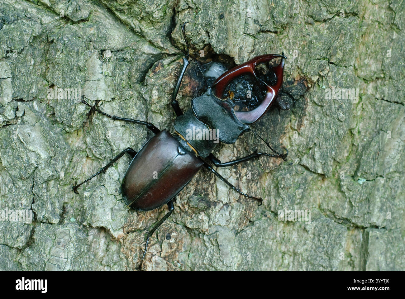 Stag beetle Lucanus cervus à parade nuptiale Banque D'Images