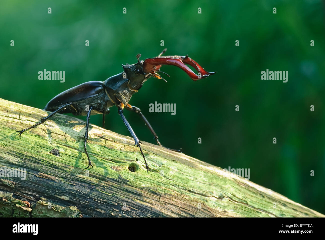 Stag beetle Lucanus cervus à parade nuptiale Banque D'Images