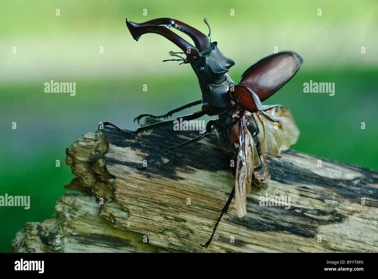 Stag beetle Lucanus cervus à parade nuptiale Banque D'Images