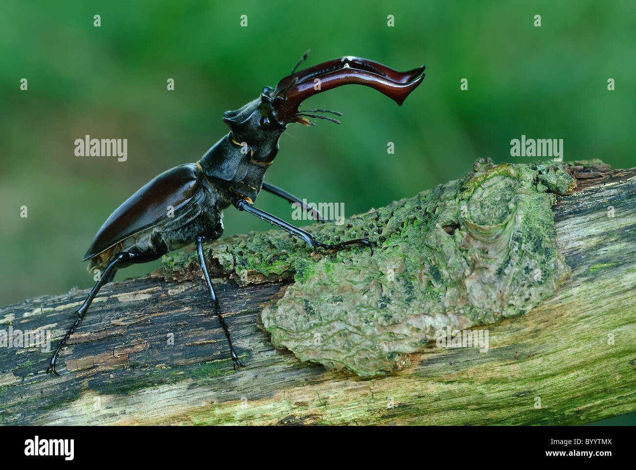 Stag beetle Lucanus cervus à parade nuptiale Banque D'Images