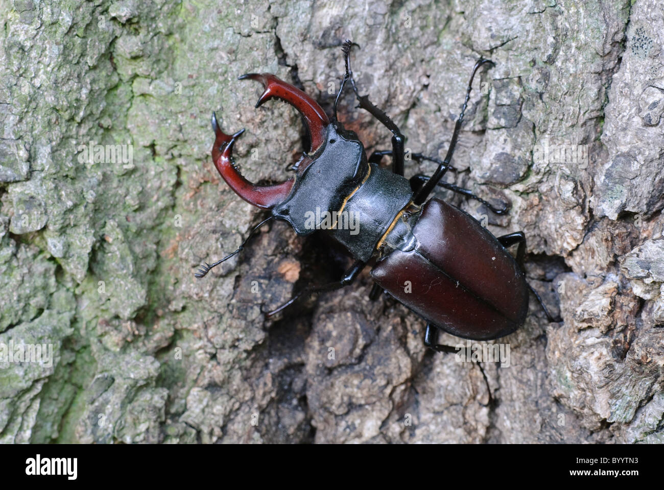 Stag beetle Lucanus cervus à parade nuptiale Banque D'Images