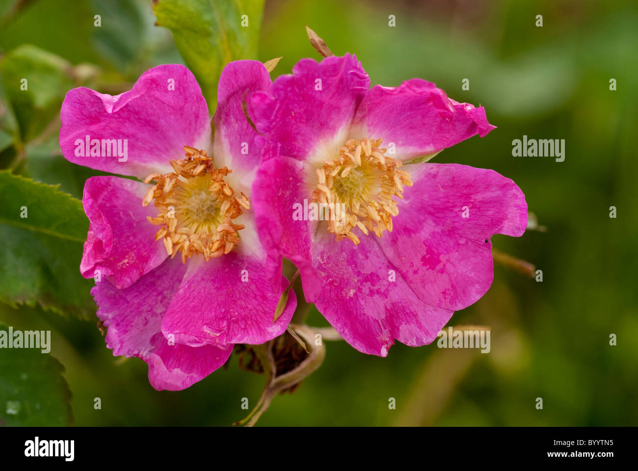 Alpine Rose (Rosa pendulina), fleurs. Alpes Allgaeu, Bavière, Allemagne. Banque D'Images