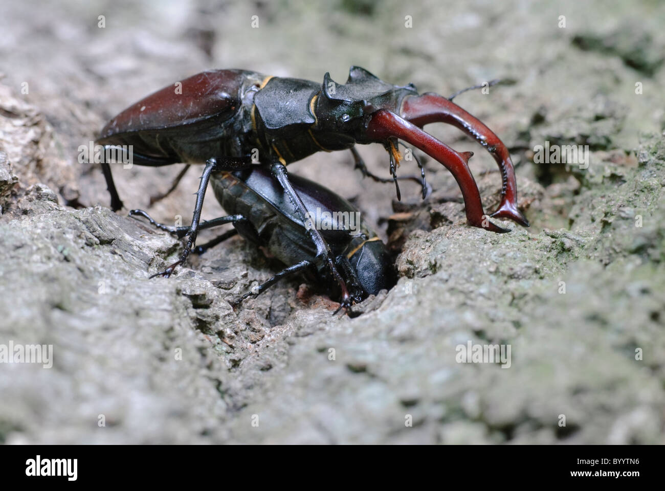 Stag beetle Lucanus cervus à parade nuptiale Banque D'Images
