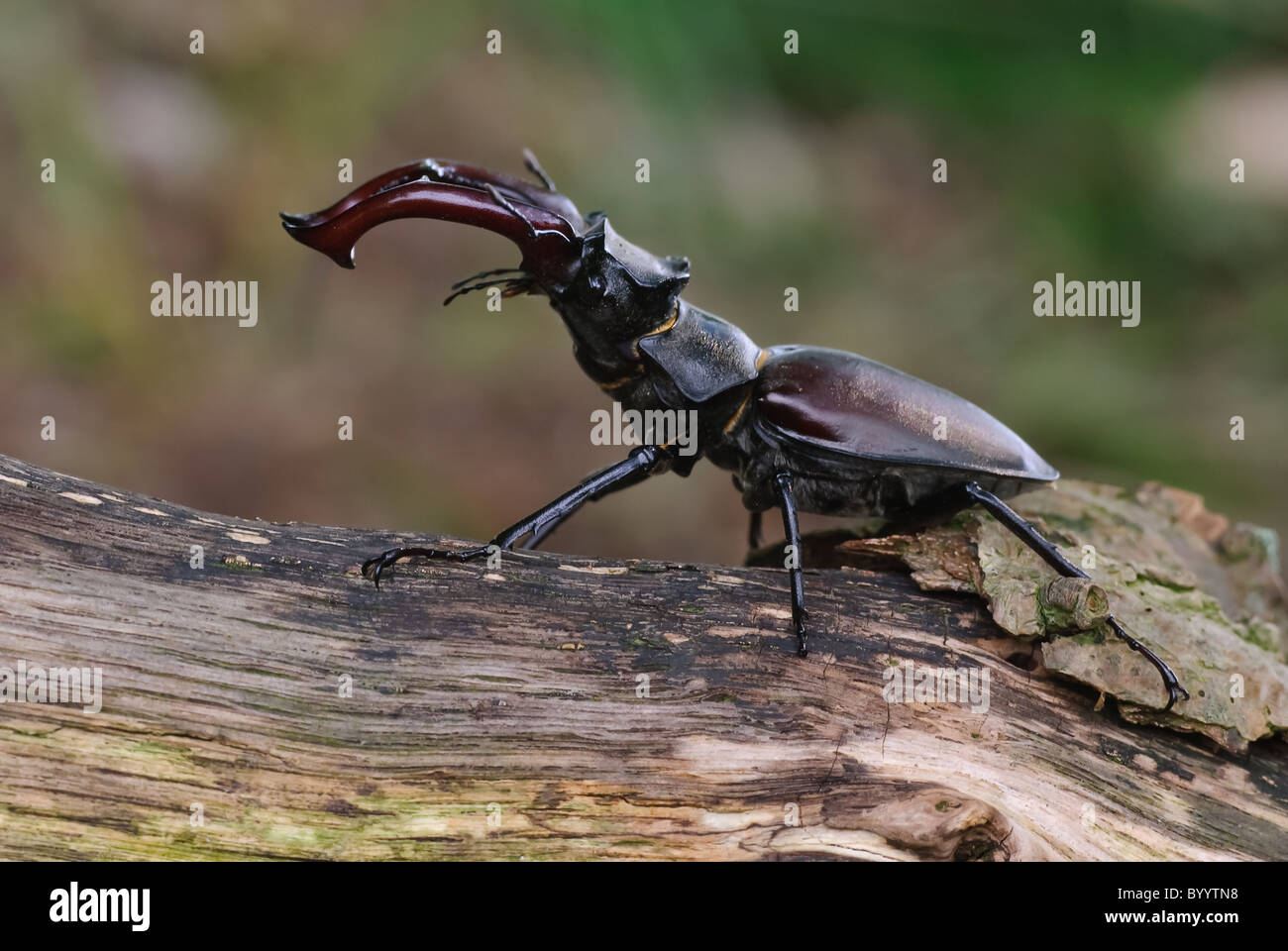 Stag beetle Lucanus cervus à parade nuptiale Banque D'Images