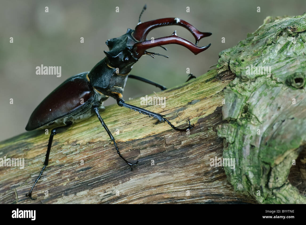 Stag beetle Lucanus cervus à parade nuptiale Banque D'Images