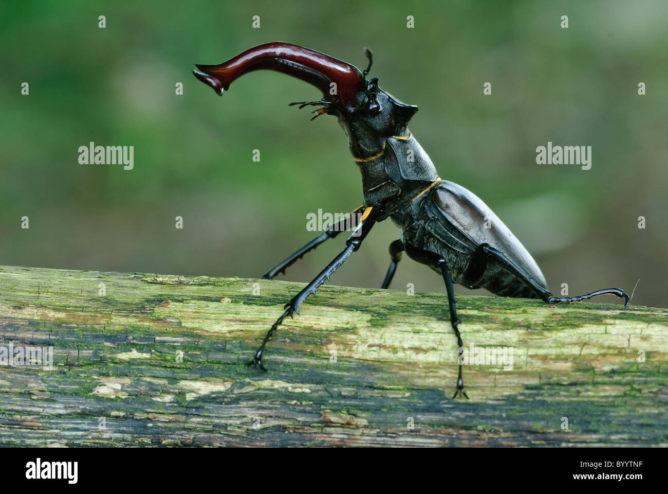 Stag beetle Lucanus cervus à parade nuptiale Banque D'Images