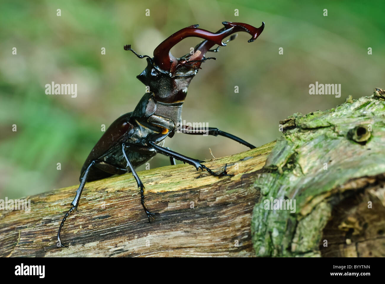 Stag beetle Lucanus cervus à parade nuptiale Banque D'Images