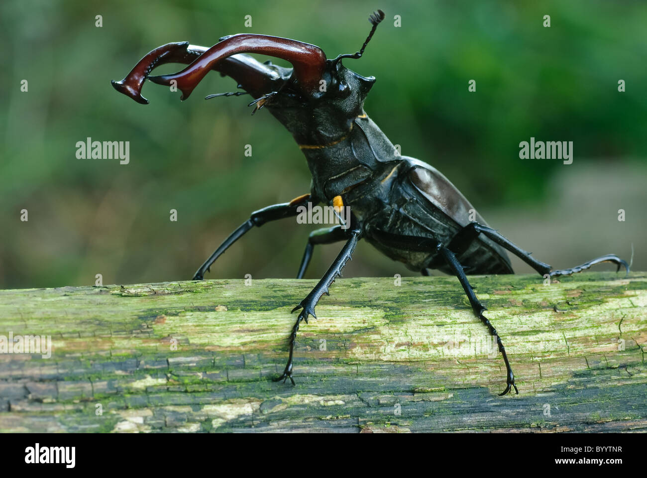 Stag beetle Lucanus cervus à parade nuptiale Banque D'Images