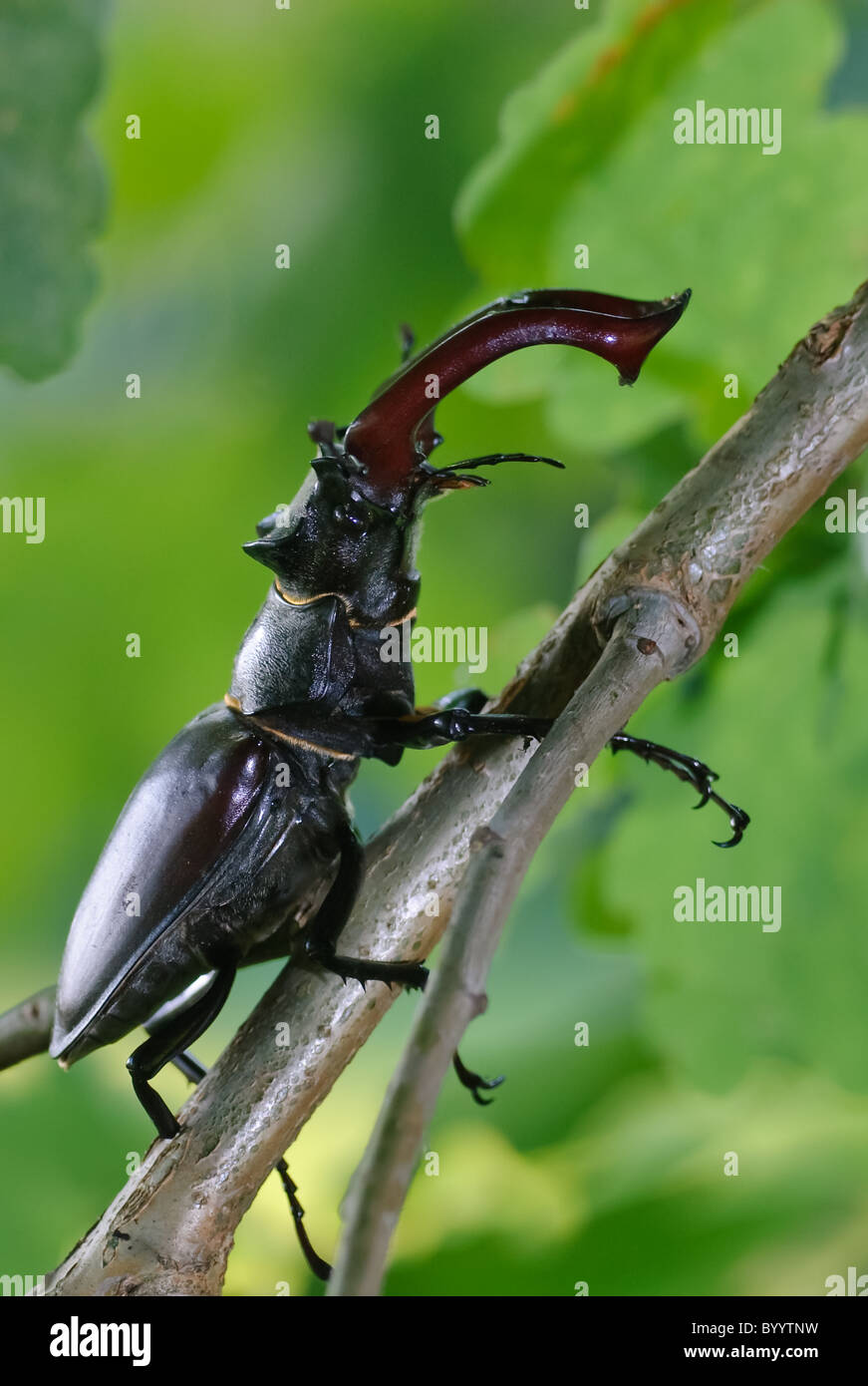 Stag beetle Lucanus cervus à parade nuptiale Banque D'Images