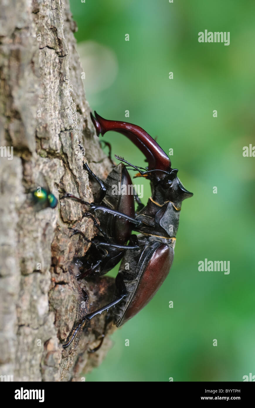 Stag beetle Lucanus cervus à parade nuptiale Banque D'Images