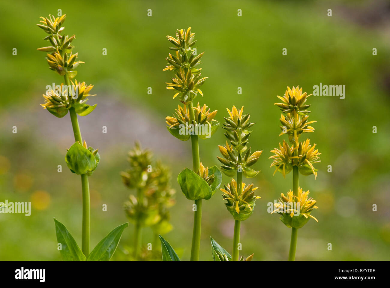 Grande Gentiane jaune (Gentiana lutea), les plantes à fleurs. Banque D'Images
