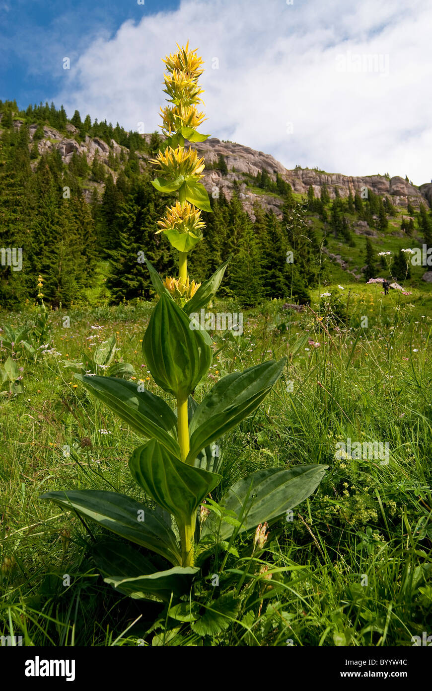 Grande Gentiane jaune (Gentiana lutea), l'ensemble de la plante en fleurs. Alpes Allgaeu, Bavière, Allemagne. Banque D'Images