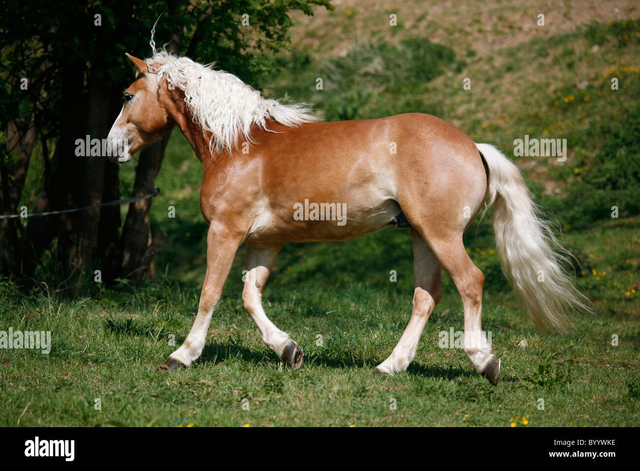 Trabender / Haflinger cheval au trot Banque D'Images
