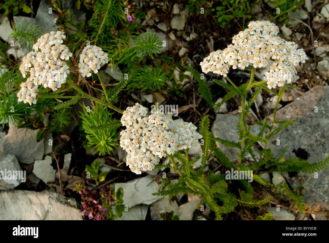 Politique achillée millefeuille (Achillea millefolium), plante à fleurs. Banque D'Images