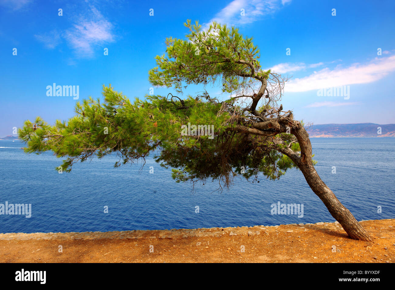 Arbre généalogique de vent sur près de Kamina, Hydra, Îles Cyclades grecques Banque D'Images