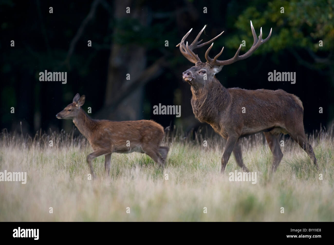 Red Deer européenne [Cervus elaphus] au rut, Germany, Europe Banque D'Images