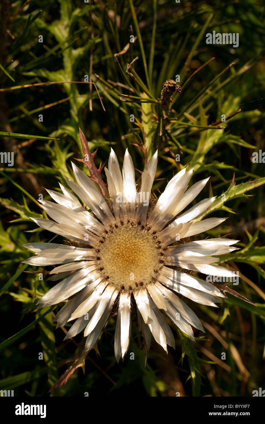 Carline acaule (Carlina acaulis) Chardon, fleur. Banque D'Images