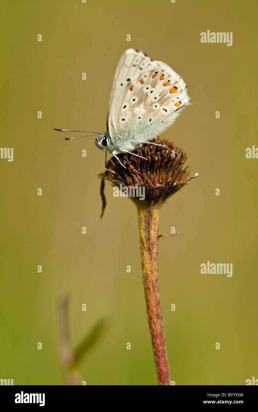 Chalkhill Blue (Polyommatus corydon), papillon sur une fleur. Banque D'Images