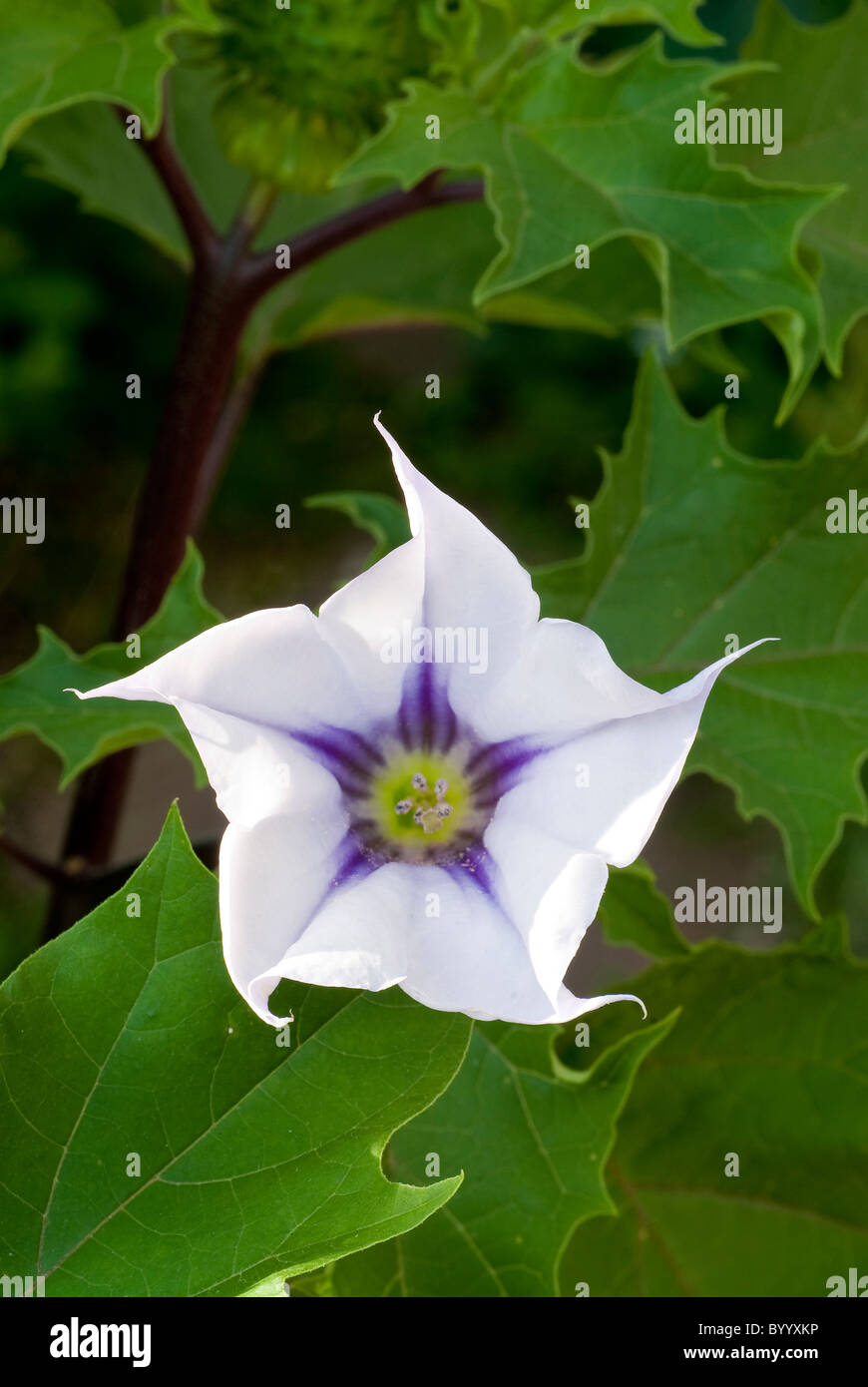 Thorn Apple (Datura stramonium), fleur. Banque D'Images