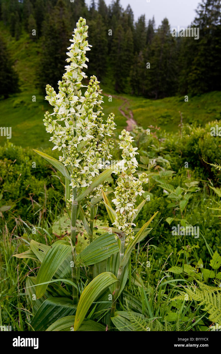 Vératre blanc (Veratrum album), plante à fleurs. Banque D'Images