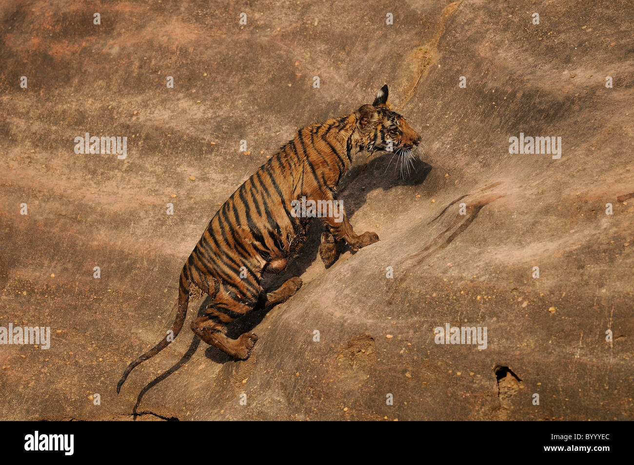 Tigre du Bengale femelle cub, humide de jouer dans un trou d'eau, grimper un rocher sur son avantage dans la Réserve de tigres de Bandhavgarh, Inde Banque D'Images