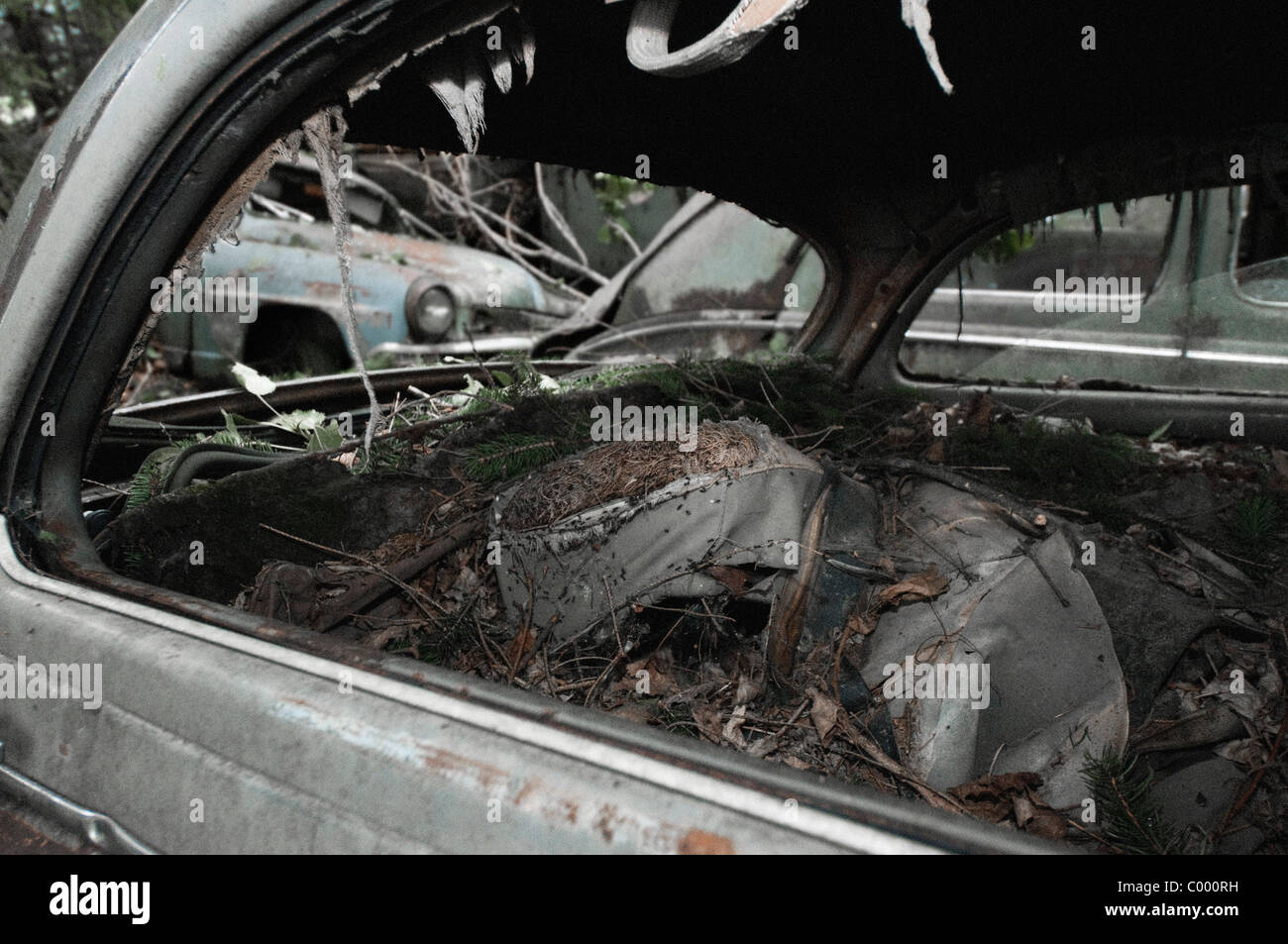 Des fourmis dans l'intérieur d'un pourri voiture accidentée à l'oldtimer à ferrailles, Kaufdorf, Suisse Banque D'Images