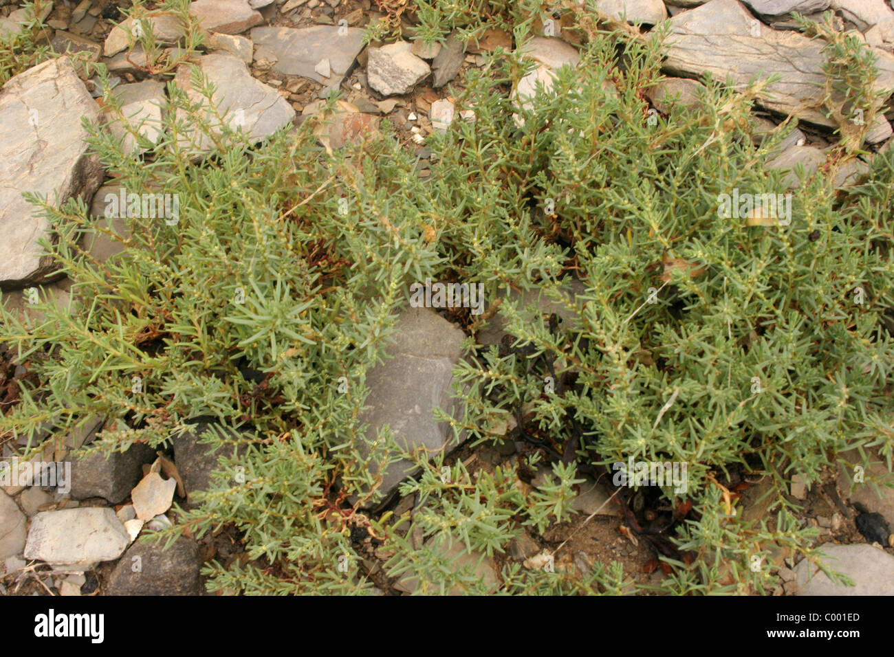 Mer-blite annuel (Suaeda maritima : Chenopodiaceae) dans saltmarsh, UK. Banque D'Images