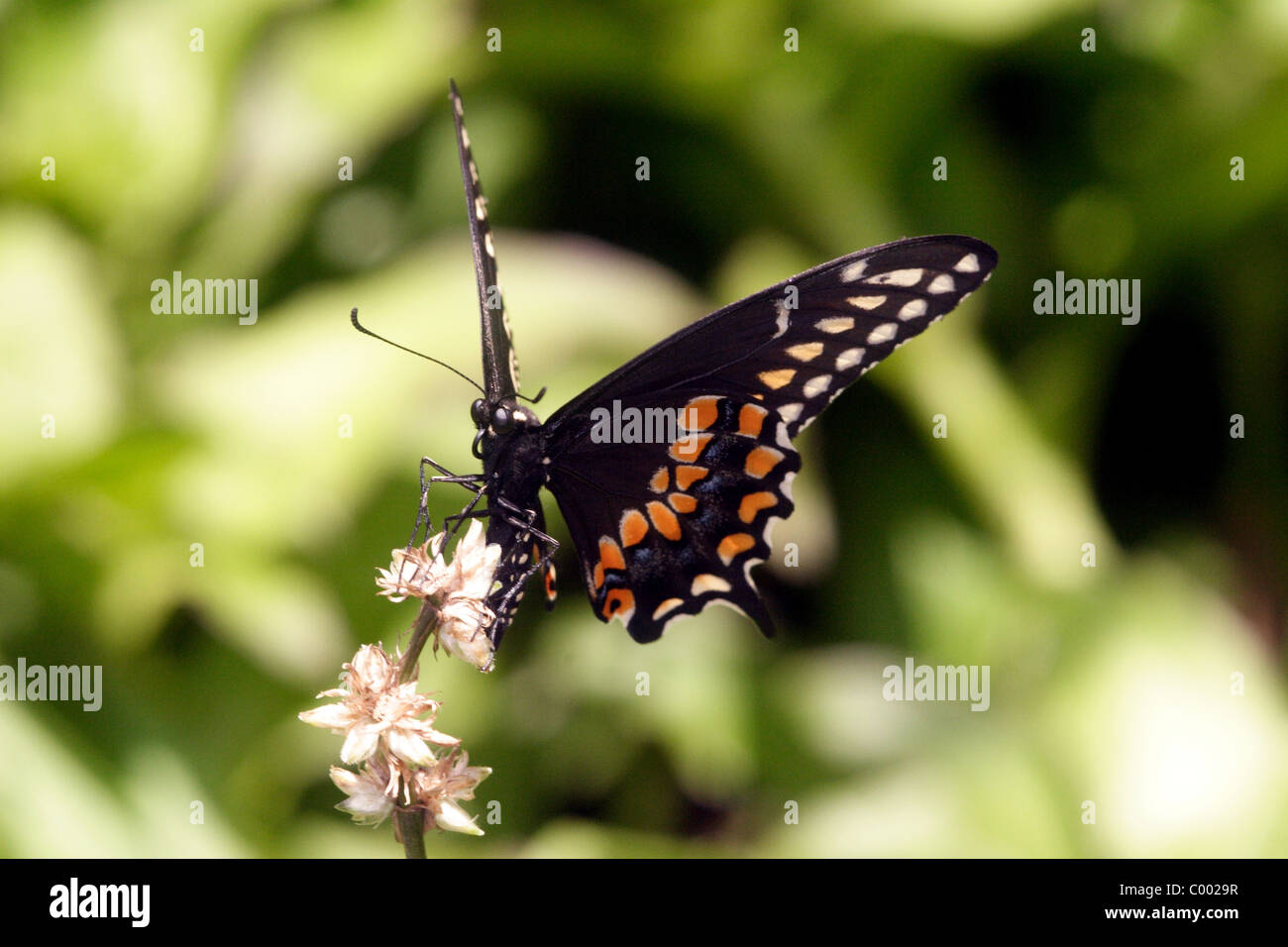 Papilio polyxenes papillon noir Banque D'Images Papilio polyxenes papillon noir Banque D'Images