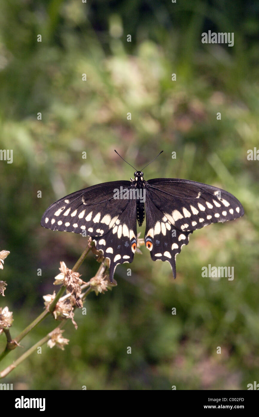 Papilio polyxenes papillon noir Banque D'Images Papilio polyxenes papillon noir Banque D'Images