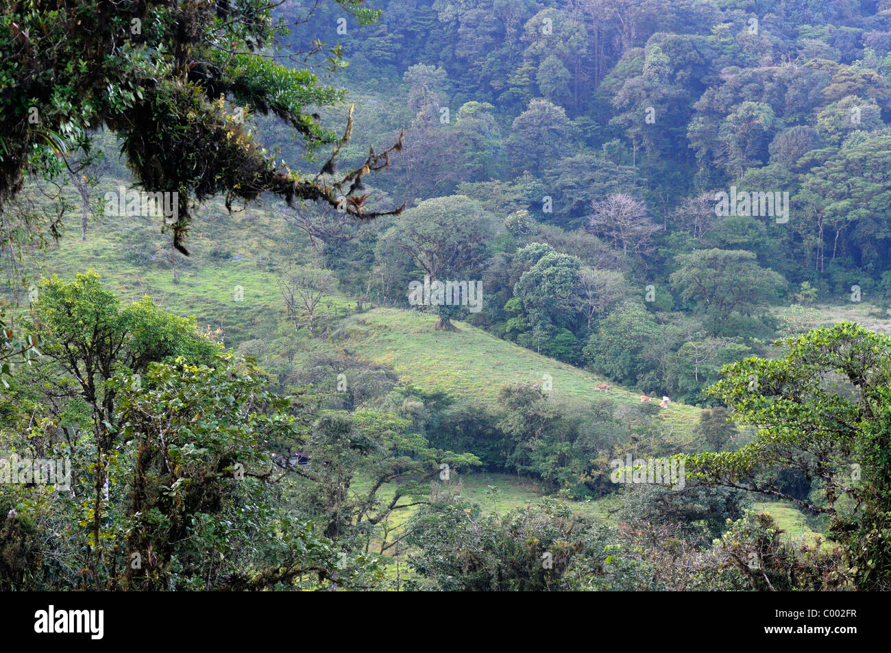 Les terres cultivées de l'ex-cloudforest Banque D'Images