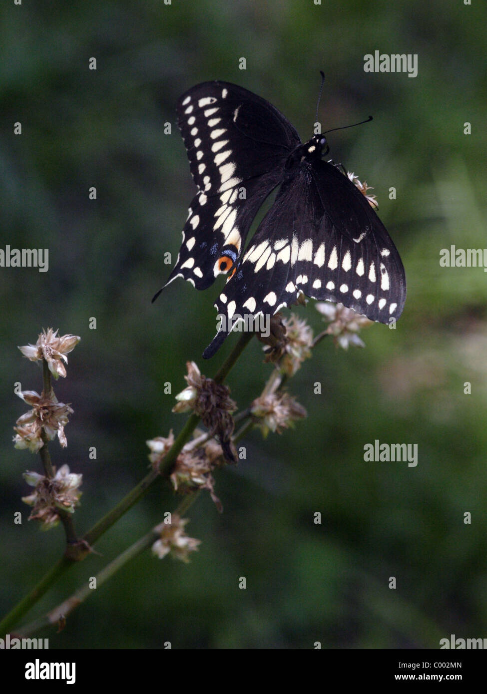 Papilio polyxenes papillon noir Banque D'Images Papilio polyxenes papillon noir Banque D'Images