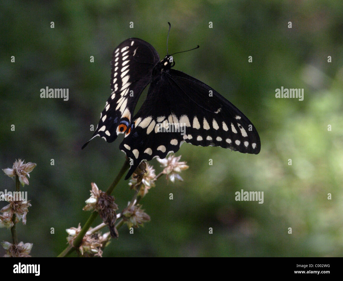 Papilio polyxenes papillon noir Banque D'Images Papilio polyxenes papillon noir Banque D'Images