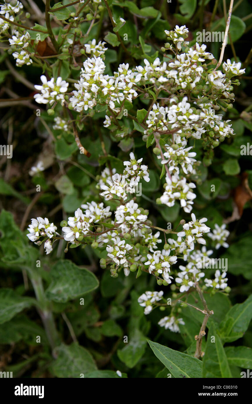 Le scorbut commun-herbe, Cochlearia officinalis, Brassicaceae. Cornwall, Angleterre, Royaume-Uni. La fleur sauvage. Banque D'Images