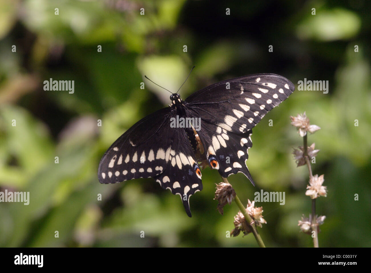 Papilio polyxenes papillon noir Banque D'Images Papilio polyxenes papillon noir Banque D'Images