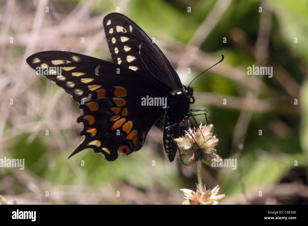 Papilio polyxenes papillon noir Banque D'Images Papilio polyxenes papillon noir Banque D'Images