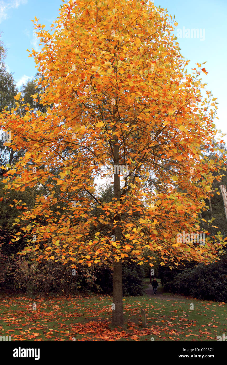 Seul arbre dans un parc en automne automne Banque D'Images