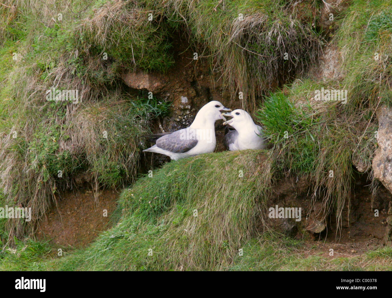 Le Fulmar boréal (Fulmarus glacialis),,, Procellariiformes Procellariidés. Régurgiter la nourriture pour Mate assis sur son nid. Banque D'Images
