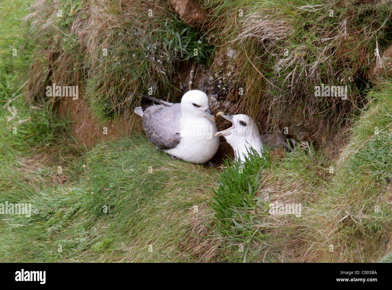 Le Fulmar boréal (Fulmarus glacialis),,, Procellariiformes Procellariidés. Pair, femme assise sur nid, les falaises près de Cove Lamorna, Banque D'Images