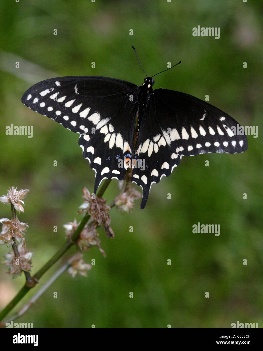 Papilio polyxenes papillon noir Banque D'Images Papilio polyxenes papillon noir Banque D'Images