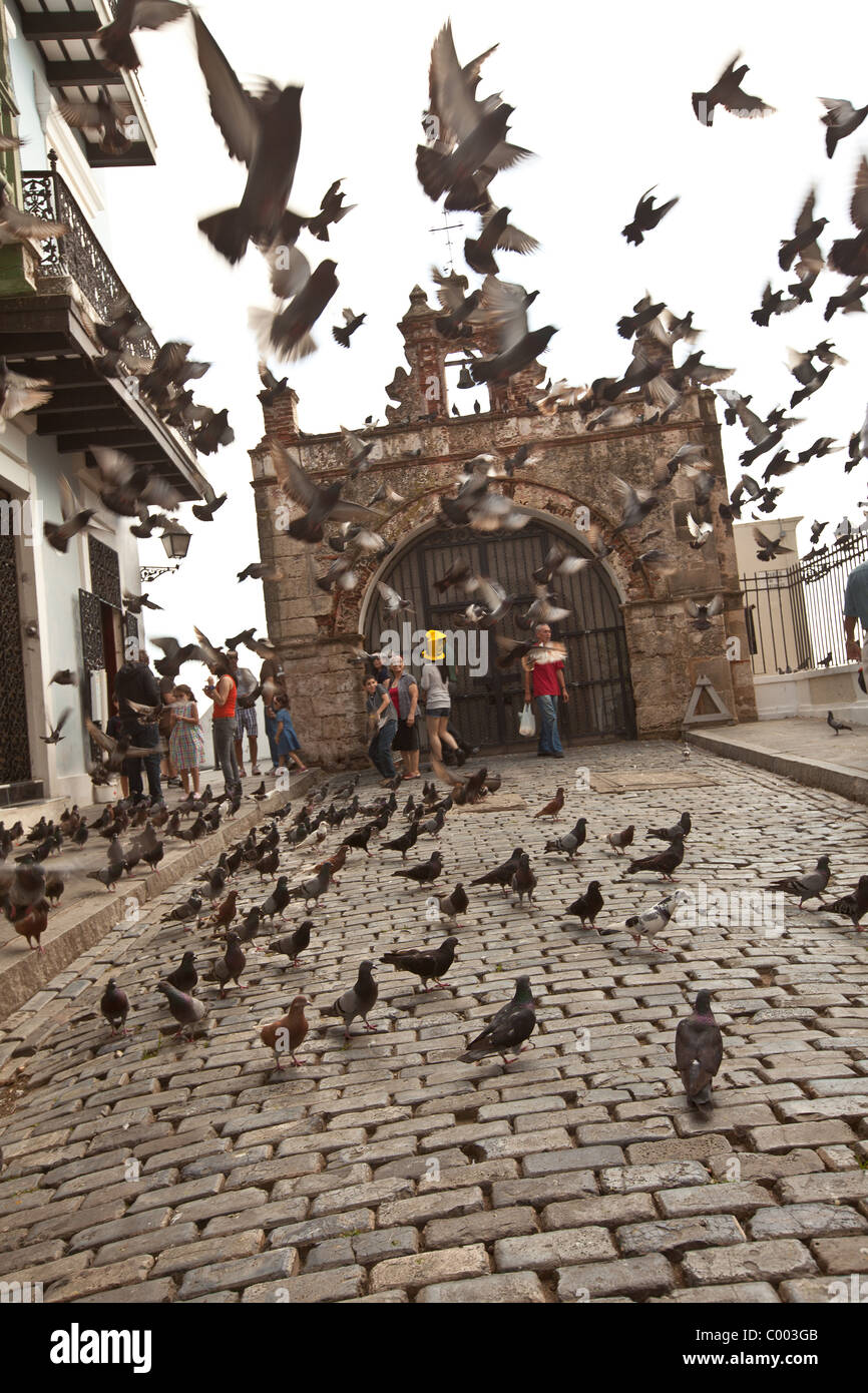 Pigeons sur la calle del Cristo dans le Vieux San Juan, Puerto Rico. Banque D'Images